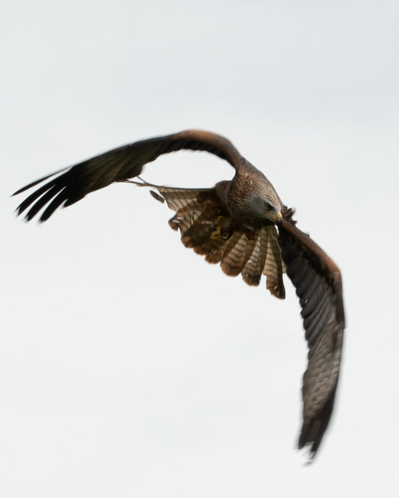 Flying Falcon