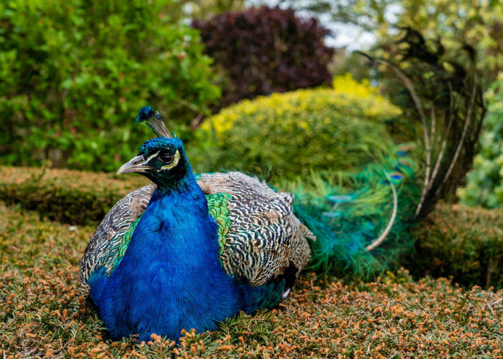 Peacock garden, Warwick Castle